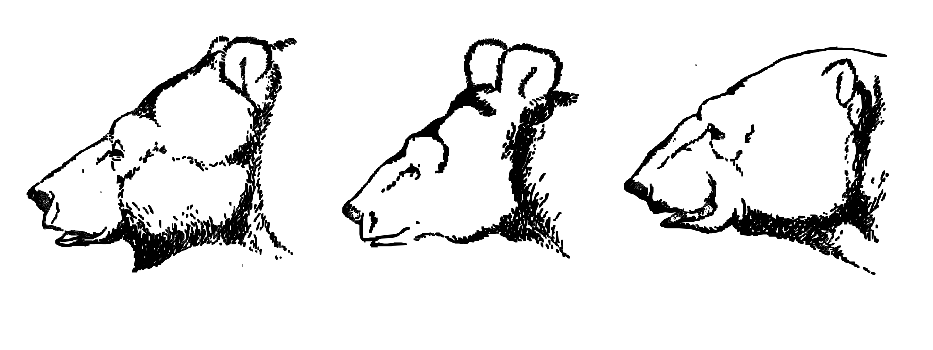 Sketches of bears.